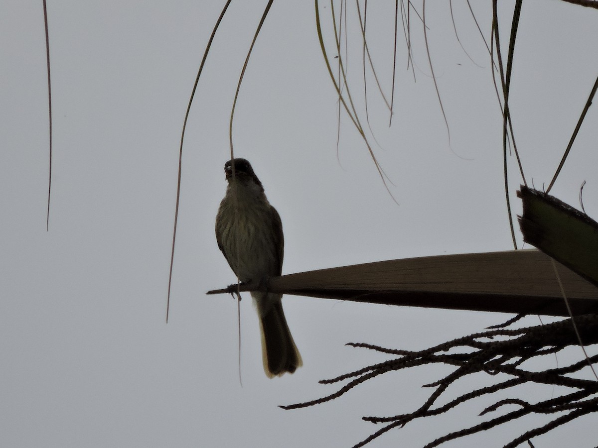 Varied Honeyeater - ML645238946