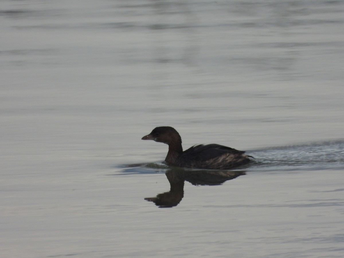 Pied-billed Grebe - ML645238947
