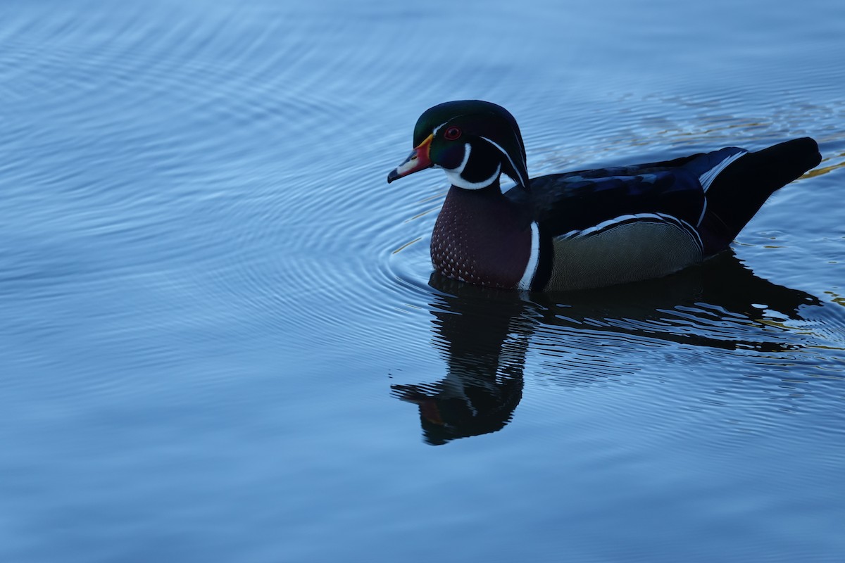 brudeand - ML645238948