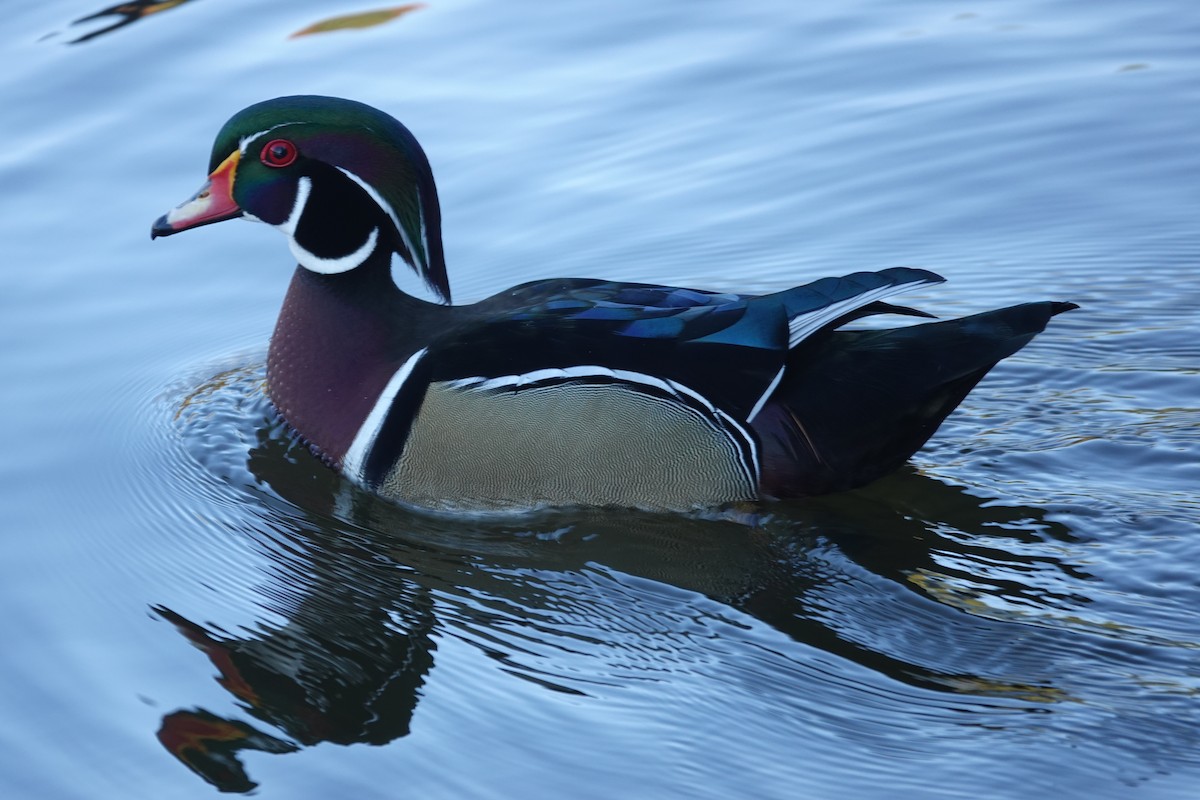 brudeand - ML645238949