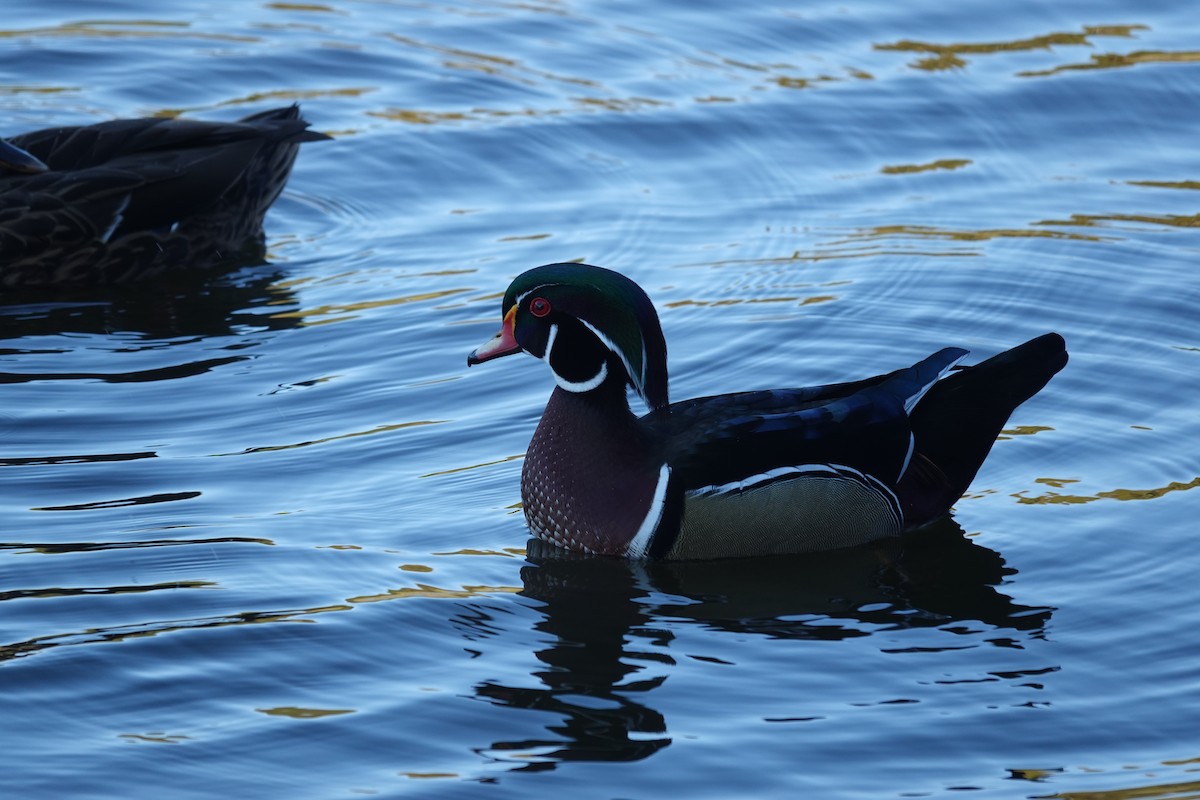 brudeand - ML645238950