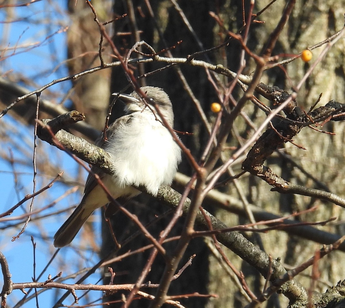 Gray Kingbird - ML645238951