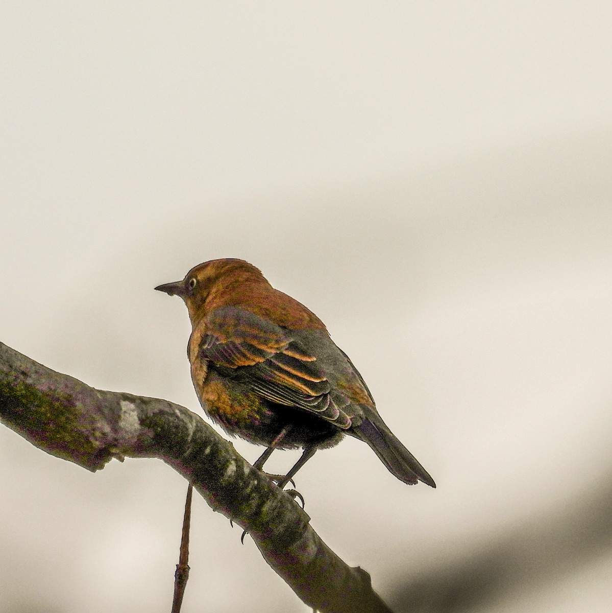 Rusty Blackbird - ML645238952