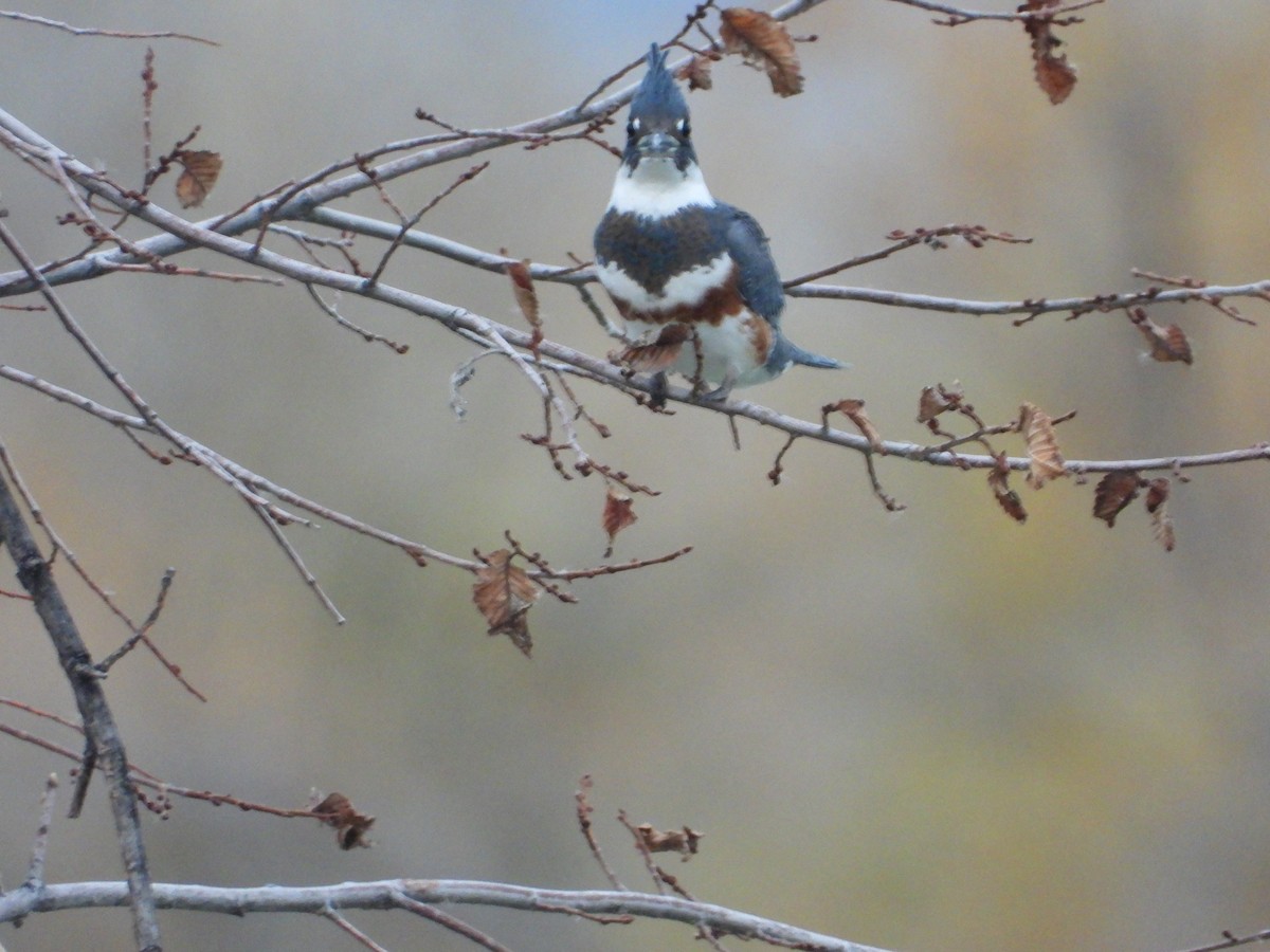 Belted Kingfisher - ML645238955