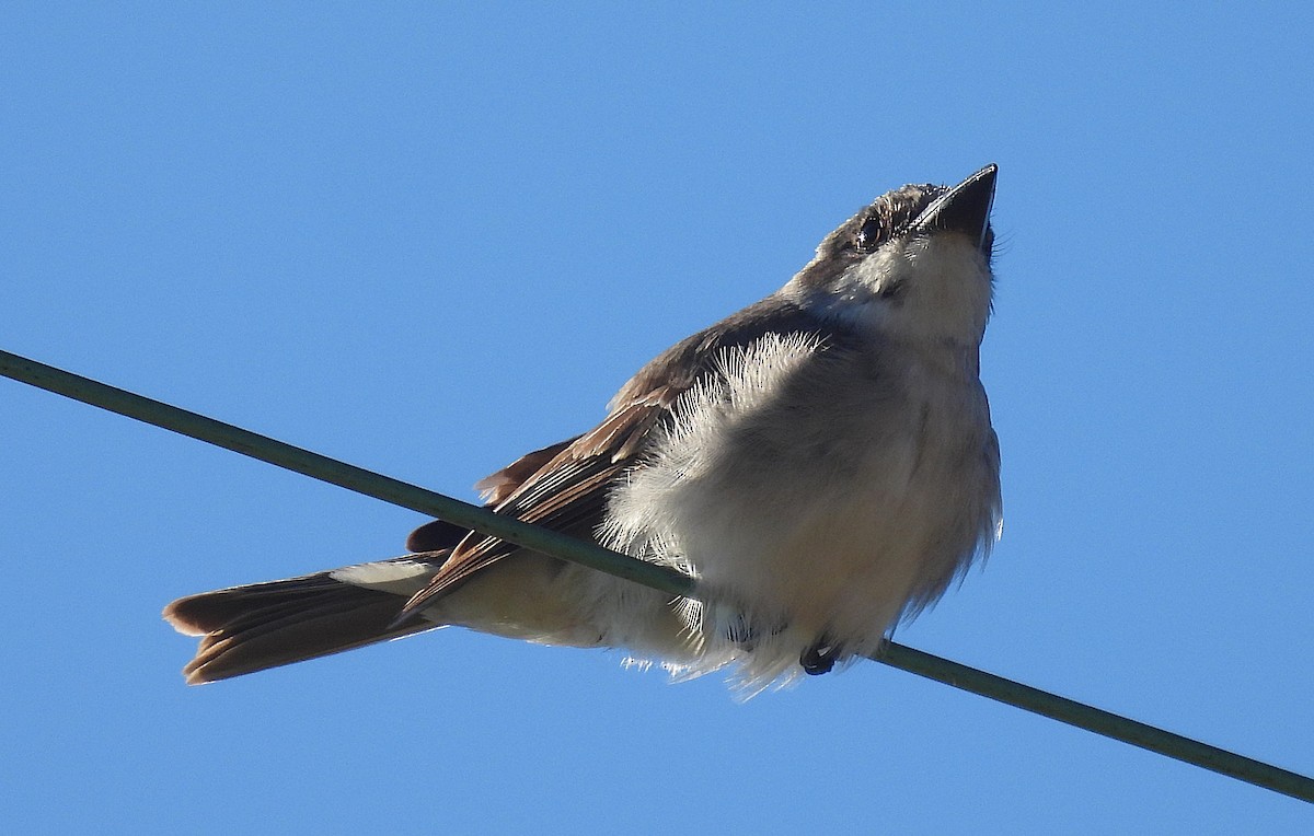 Gray Kingbird - ML645238958
