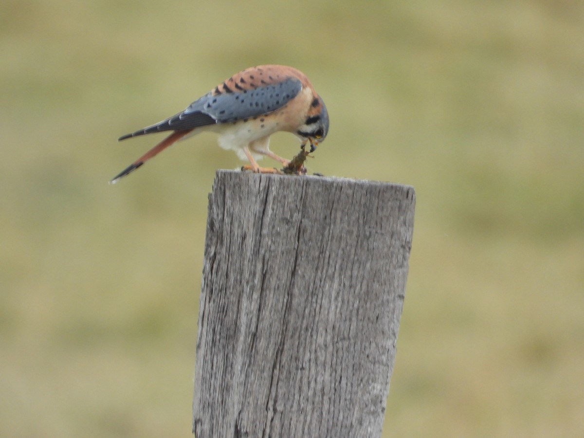 American Kestrel - ML645238961