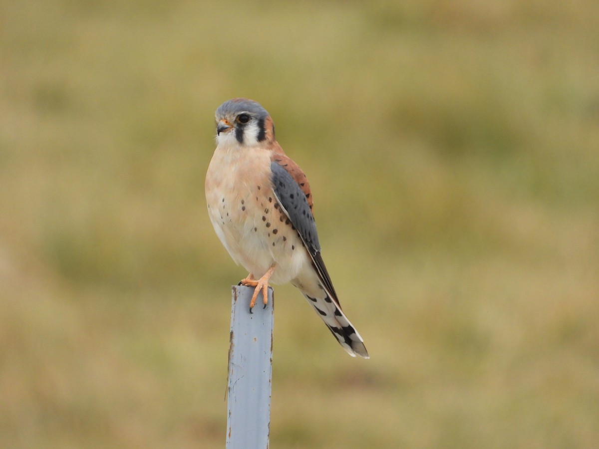 American Kestrel - ML645238962