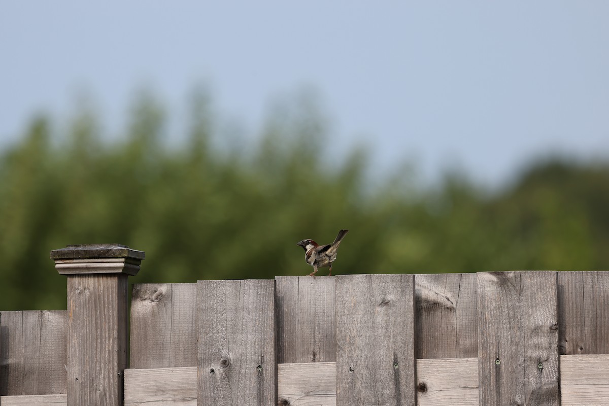 House Sparrow - ML645238963
