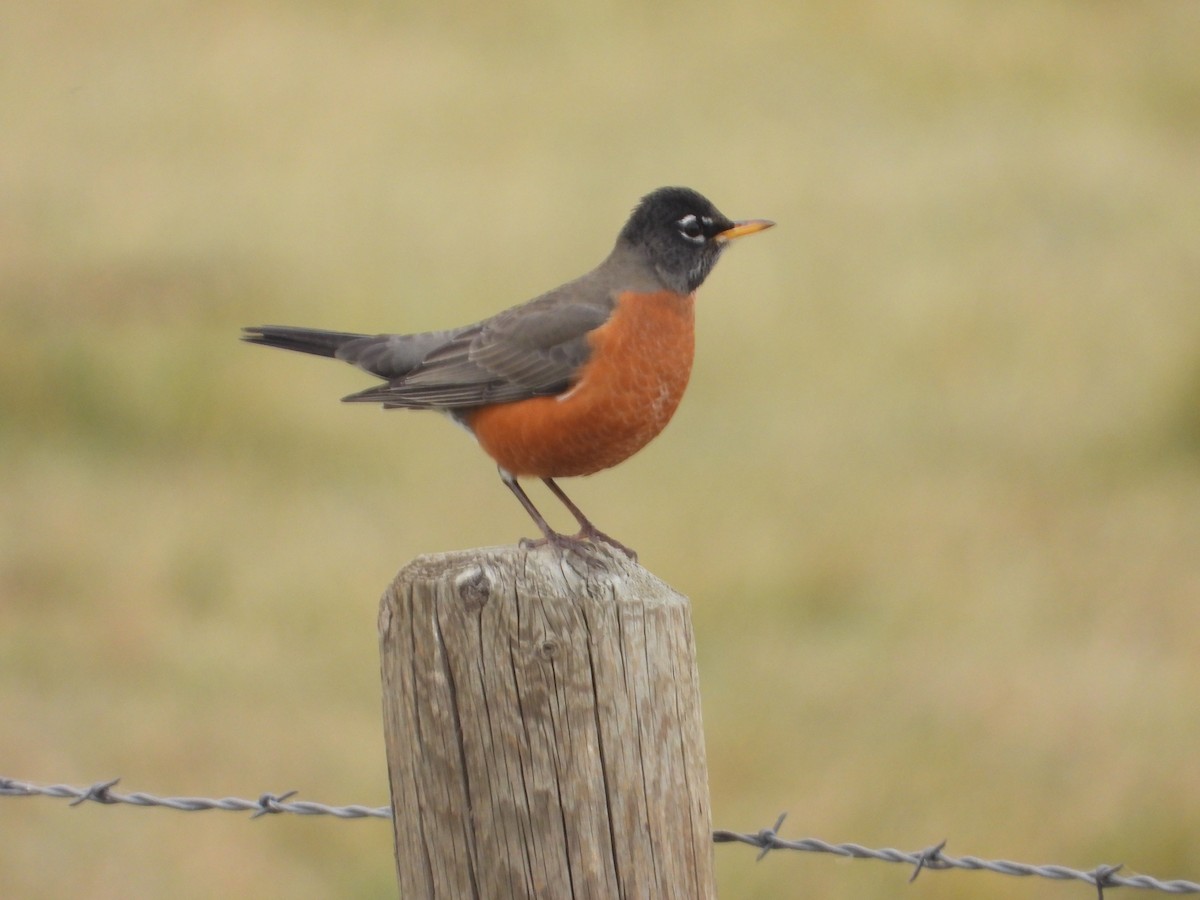 Странствующий дрозд - ML645238966