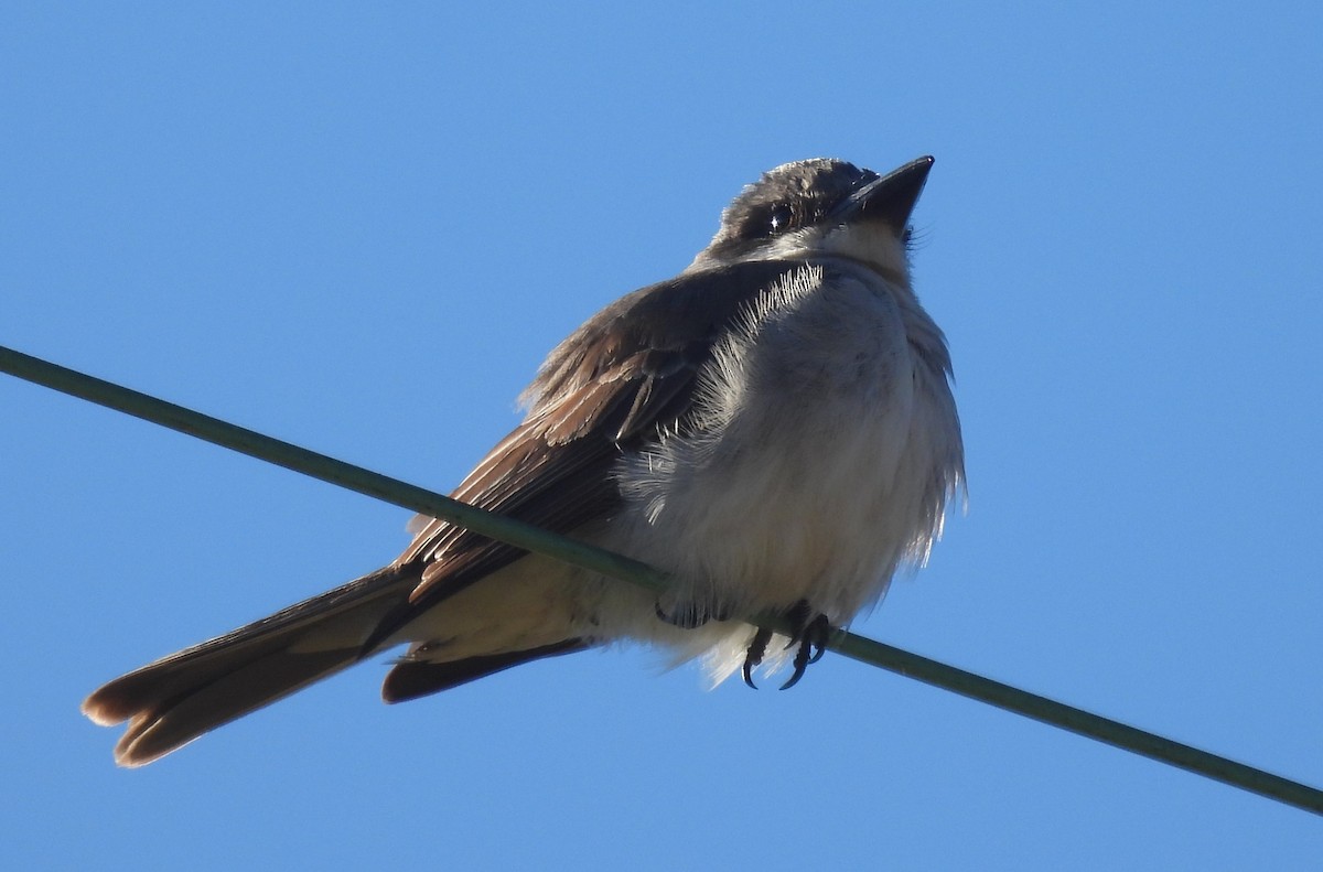 Gray Kingbird - ML645238967