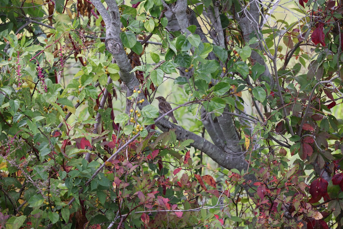 Gorrión Común - ML645238970