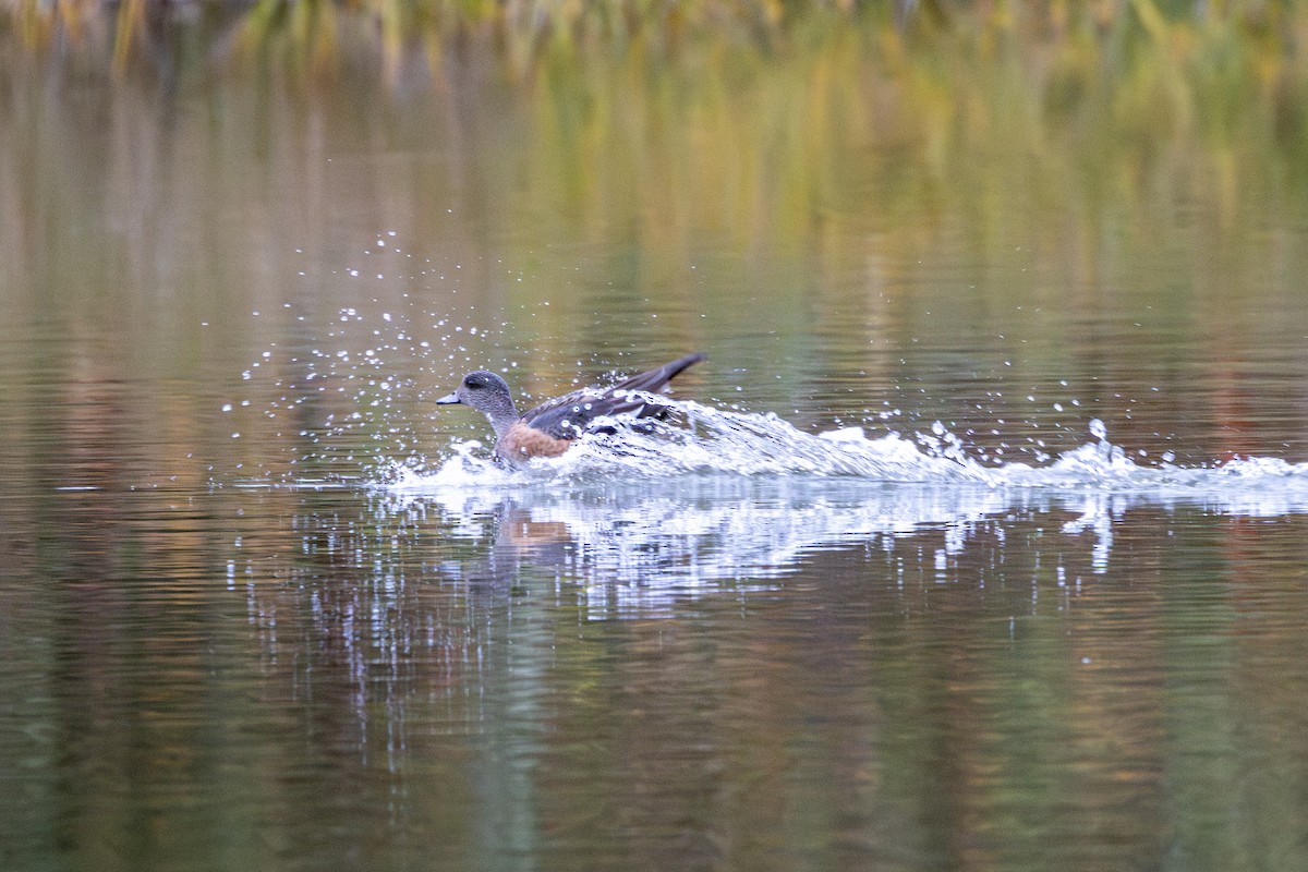 hvízdák americký - ML645238974