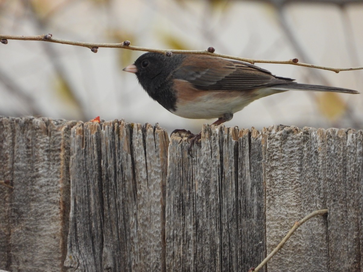 Dark-eyed Junco - ML645238975