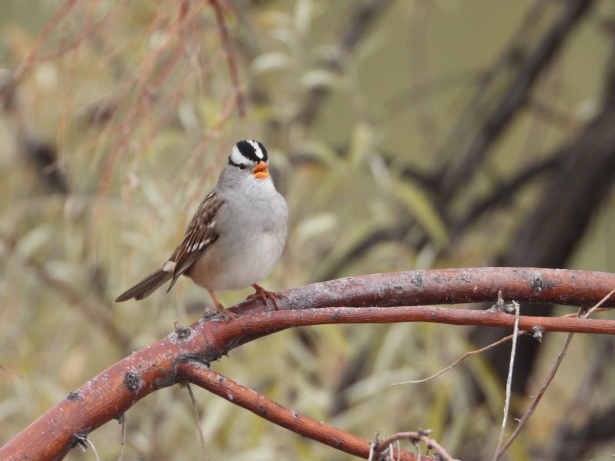 White-crowned Sparrow - ML645238981