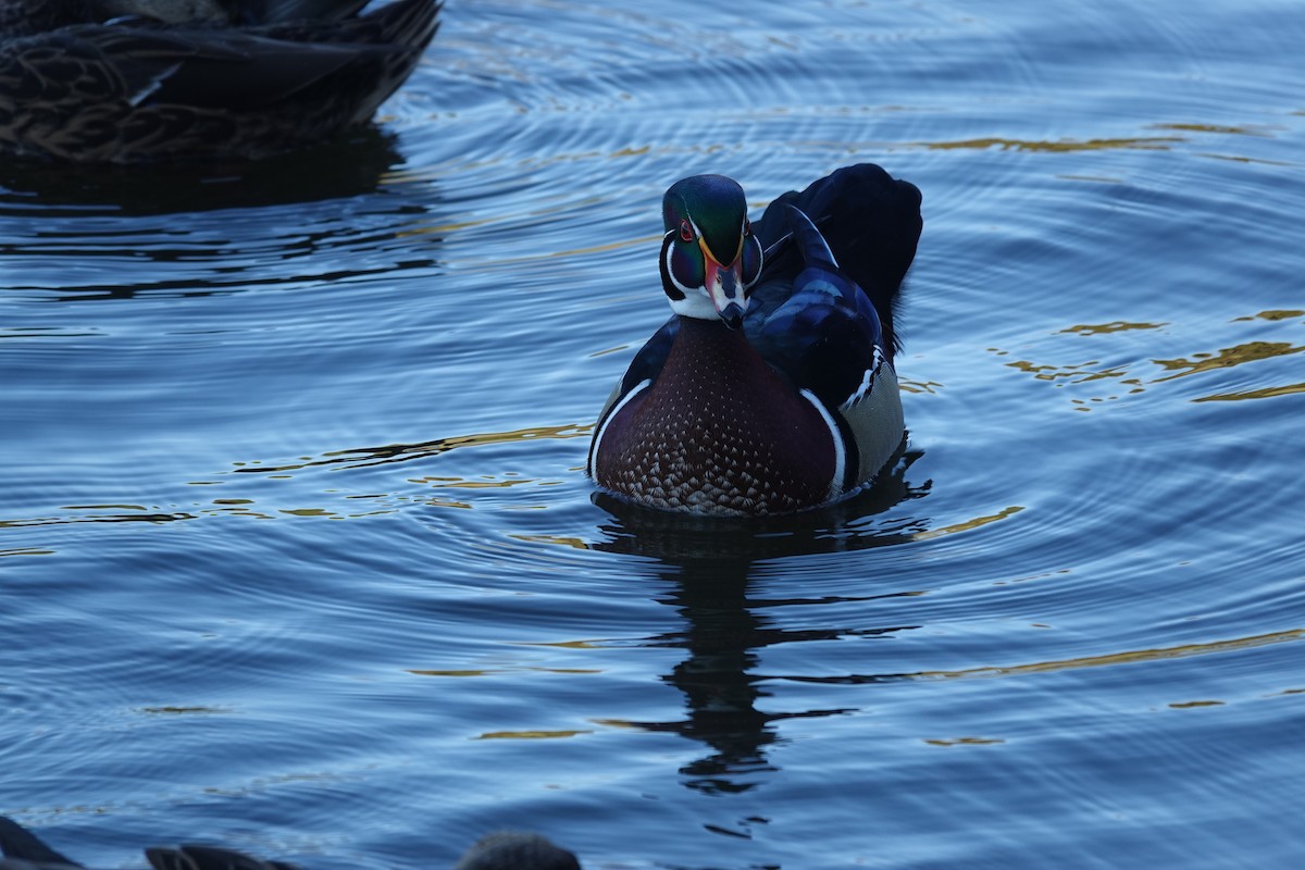 brudeand - ML645238987