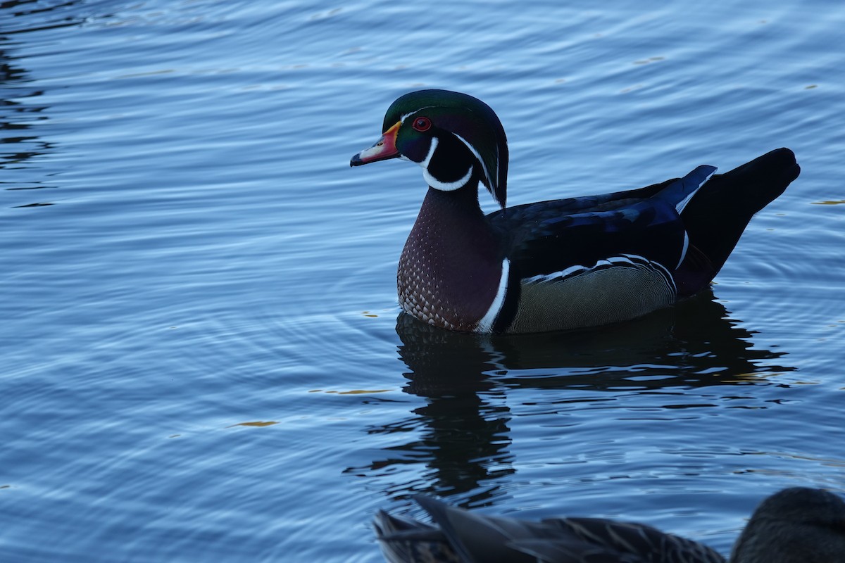 brudeand - ML645238988