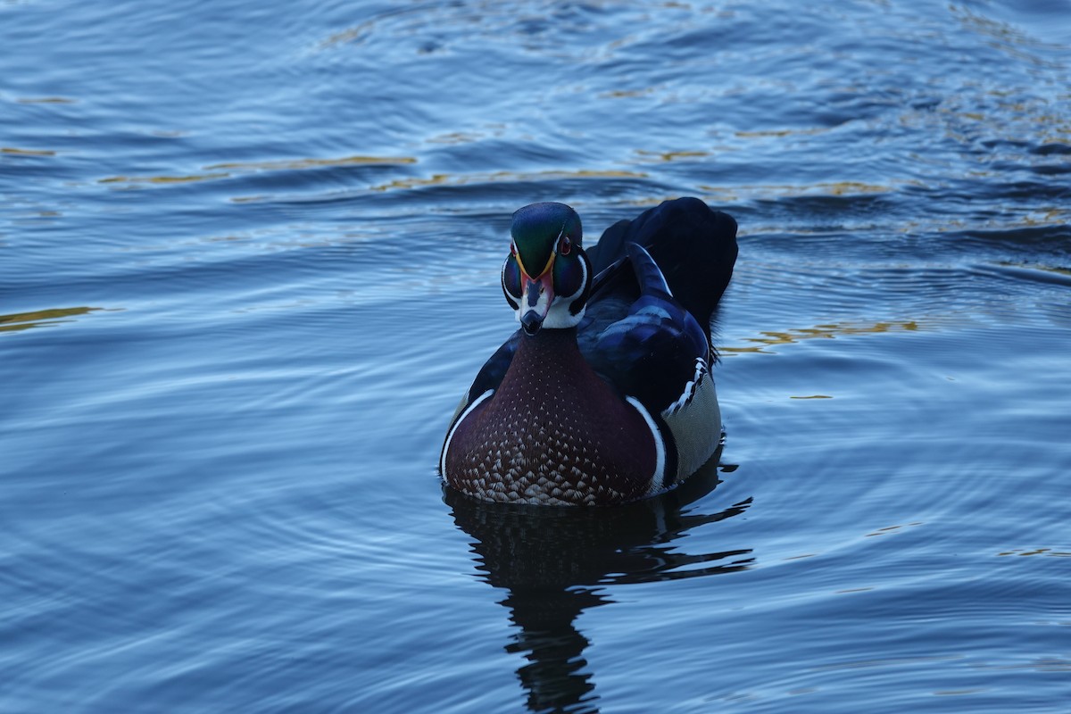 brudeand - ML645238989