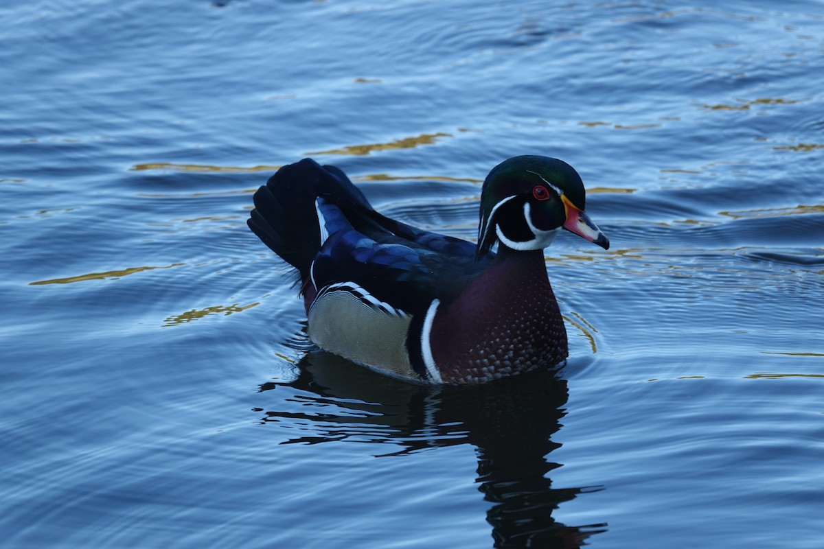 brudeand - ML645238990