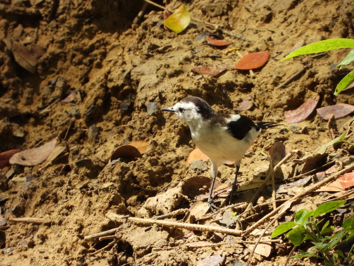 Moucherolle pie - ML645239003