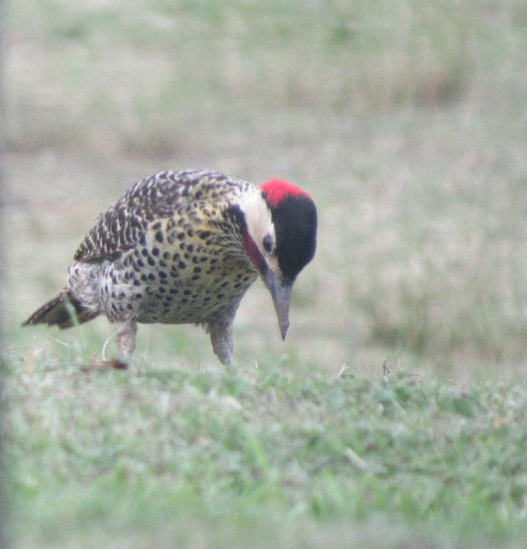 Green-barred Woodpecker - ML645239004