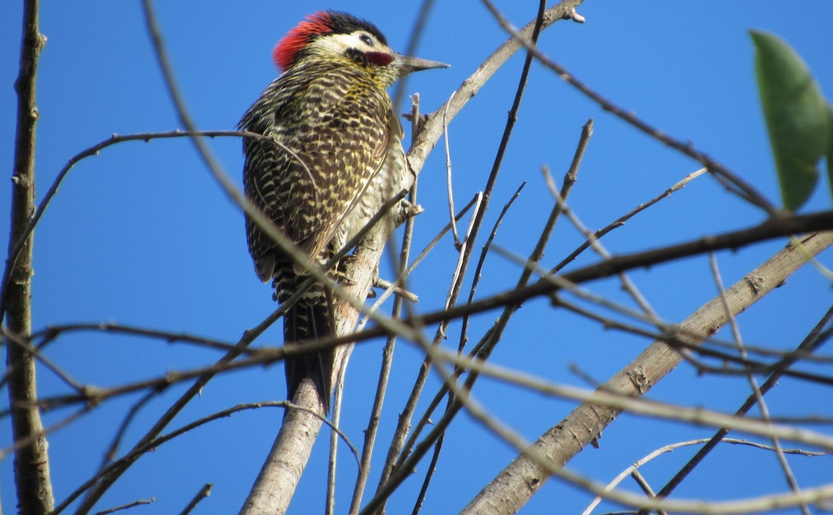 Green-barred Woodpecker - ML645239005