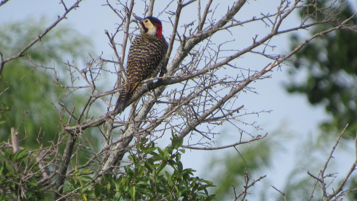 Green-barred Woodpecker - ML645239006