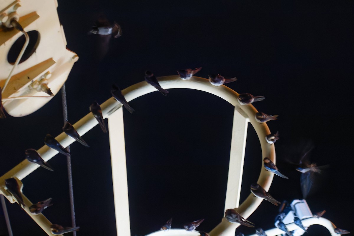 vlaštovka obecná - ML645239013