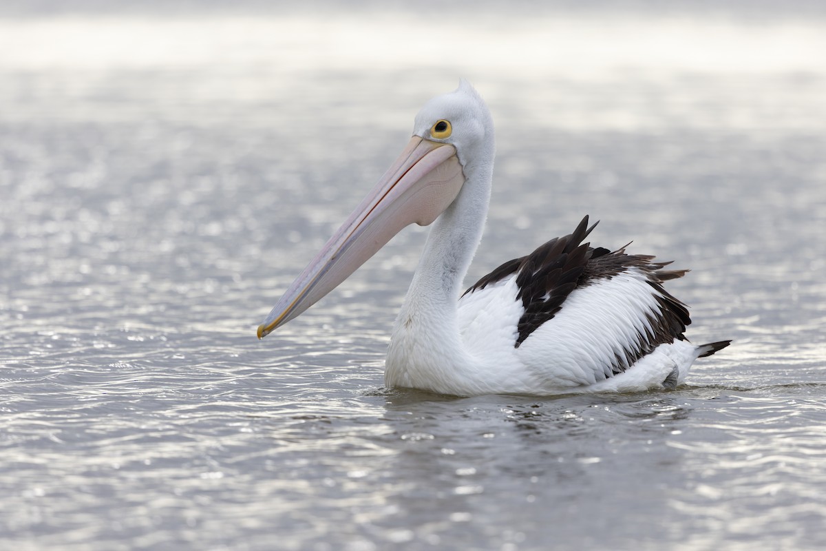 Australian Pelican - ML645239016