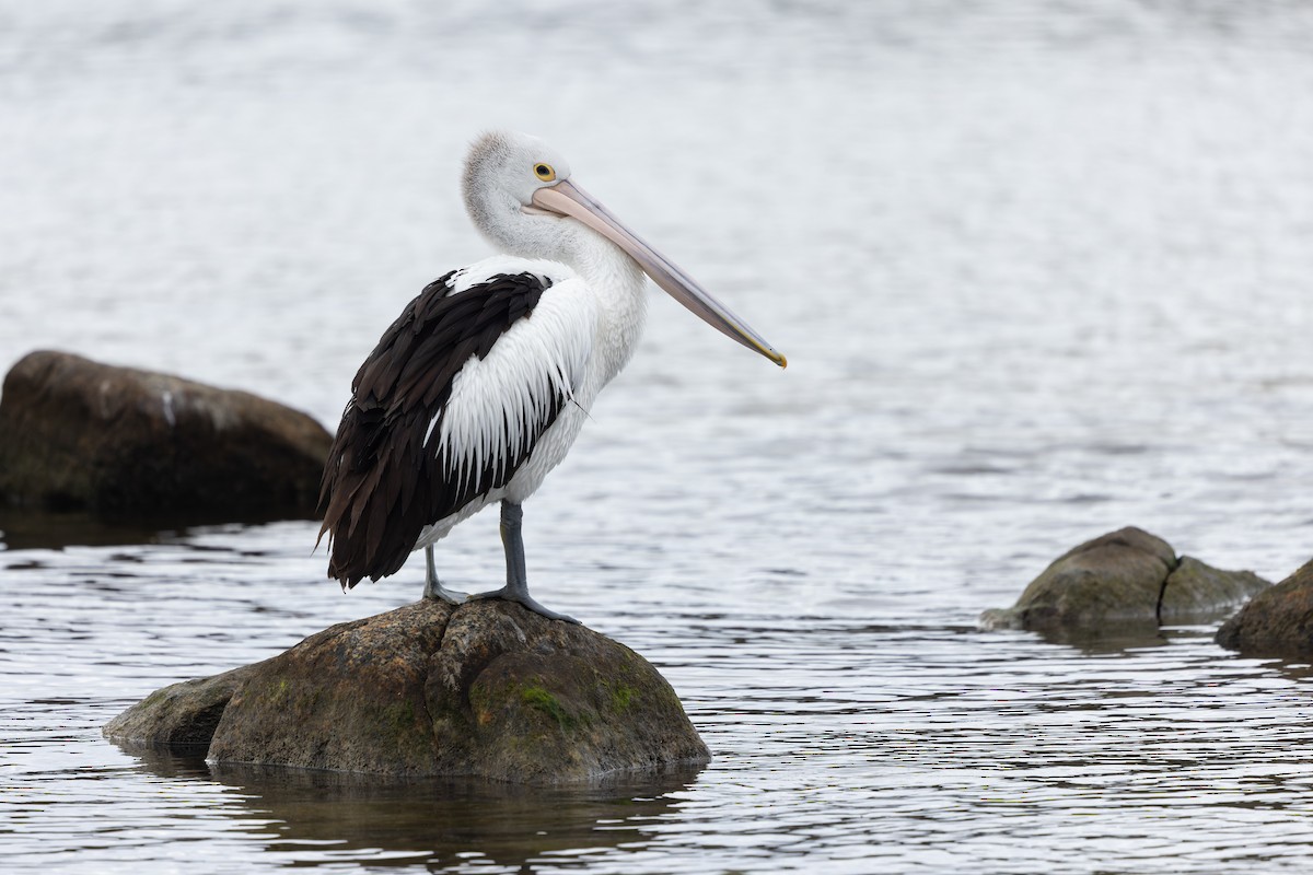 Australian Pelican - ML645239017