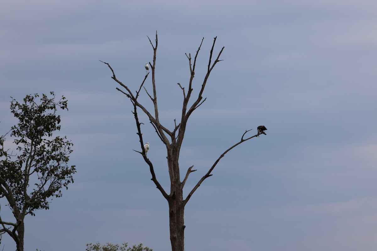 Osprey - ML645239022