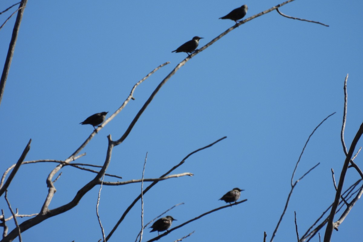 Arabazozo pikarta - ML645239023