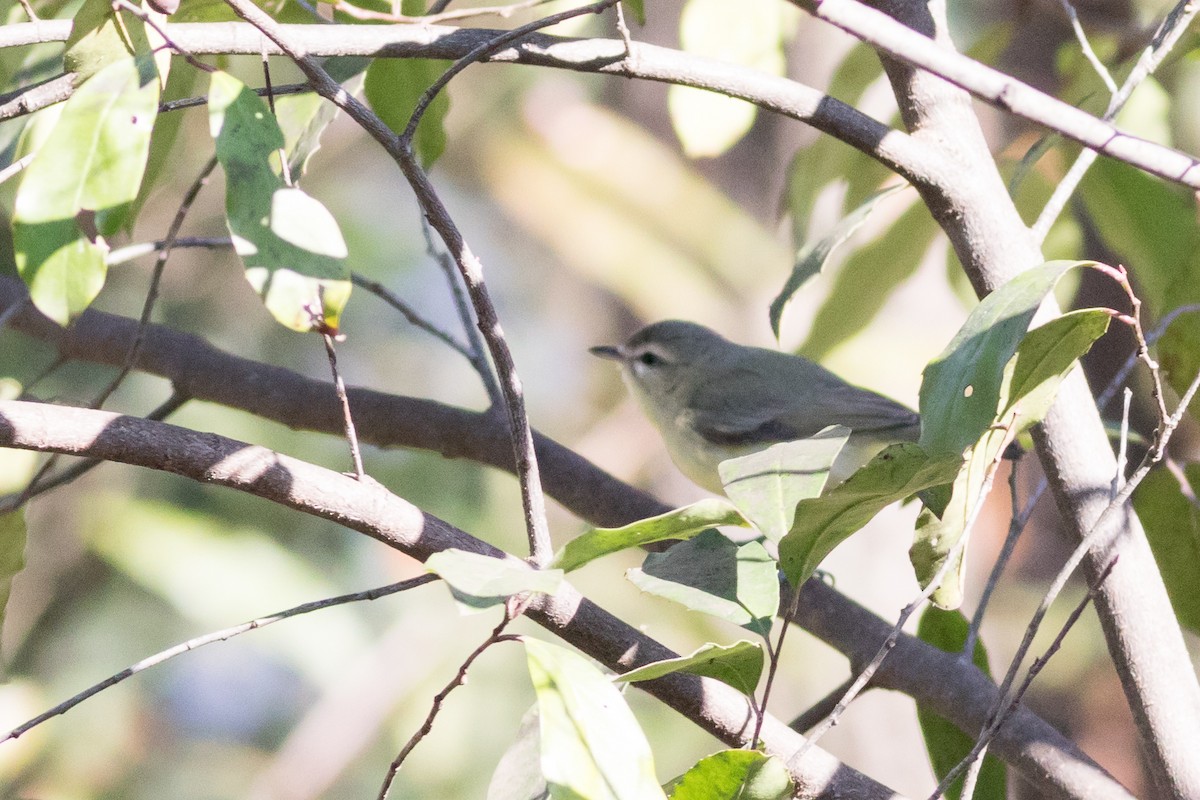 Vireo de Filadelfia - ML645239025
