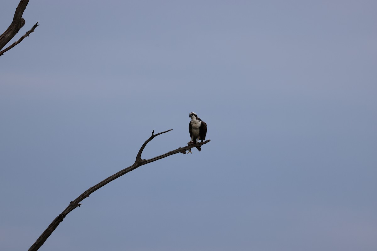 Osprey - ML645239032