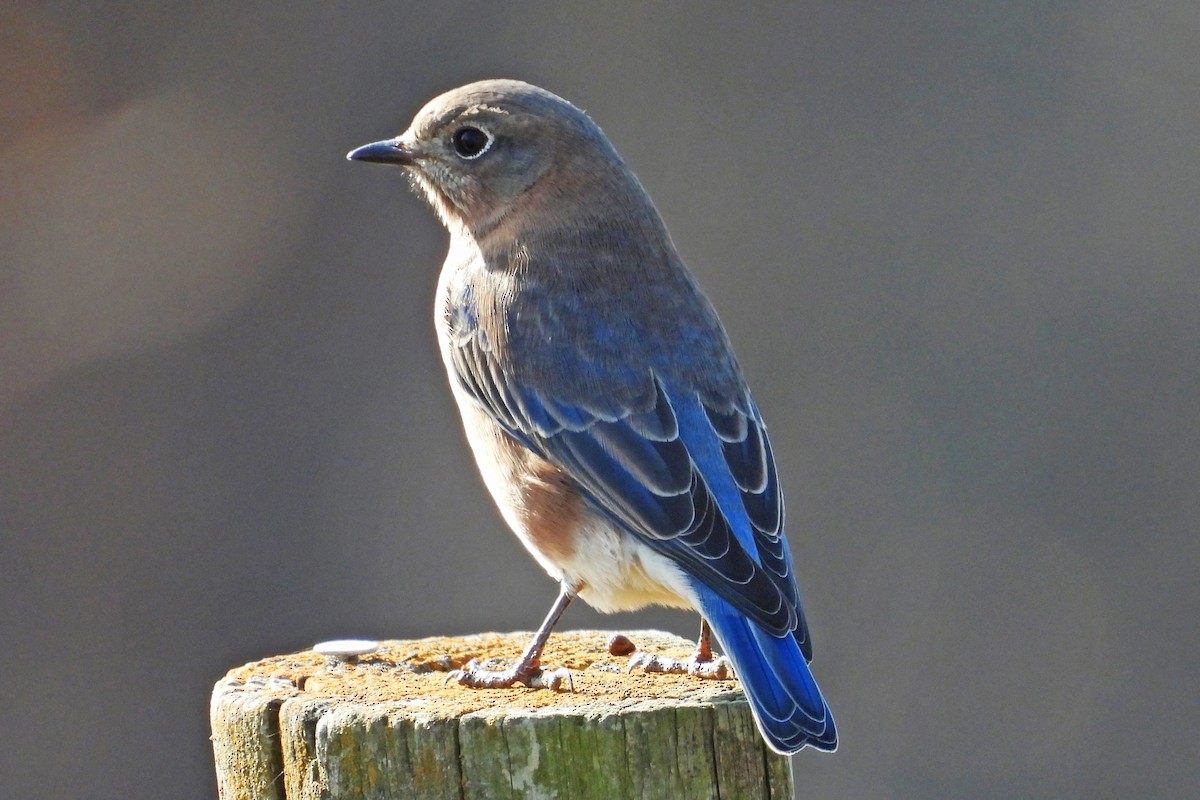 Блакитник східний - ML645239038