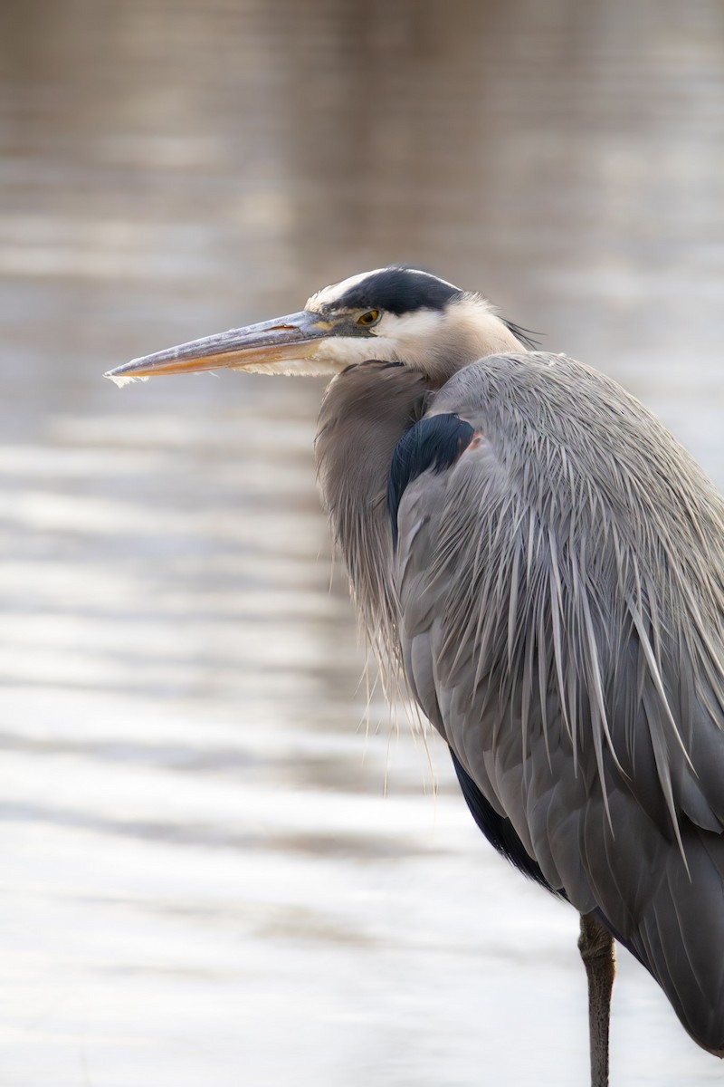 Great Blue Heron - ML645239053