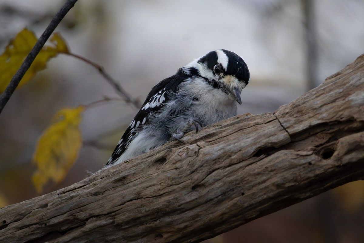 Downy Woodpecker - ML645239064