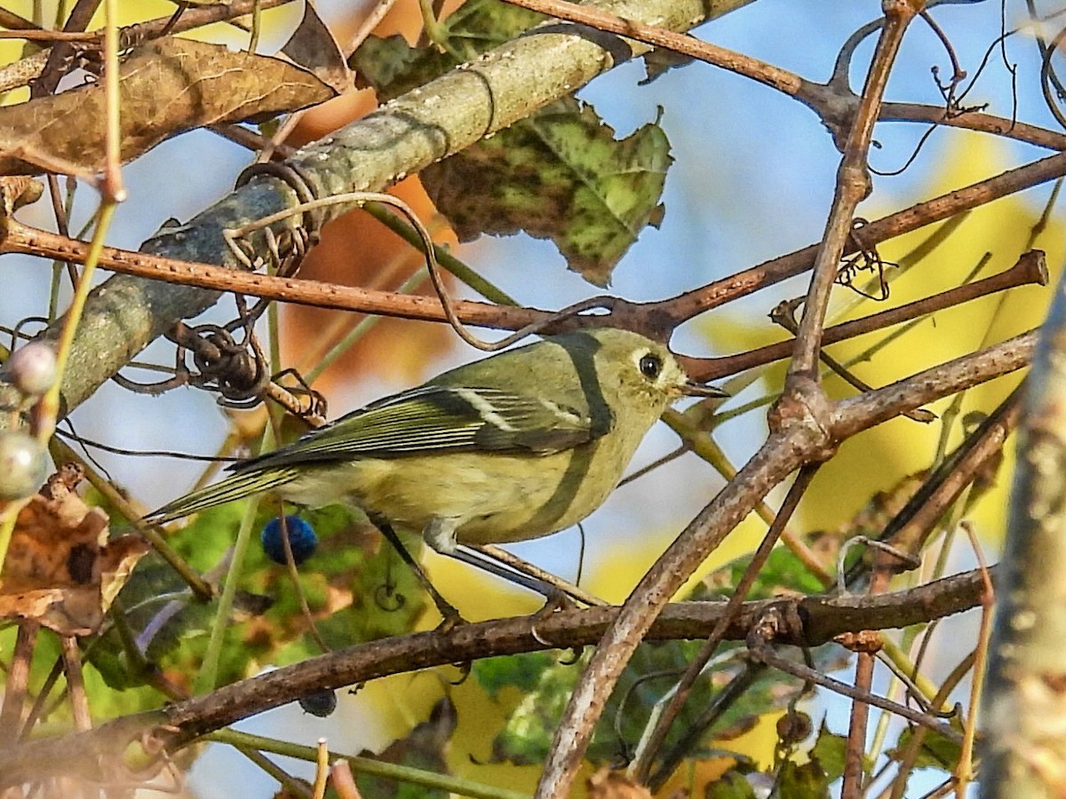 Ruby-crowned Kinglet - ML645239065
