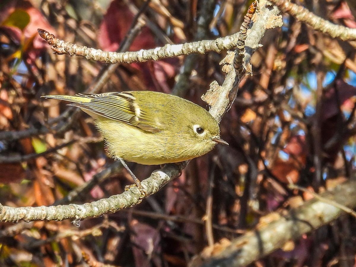 Ruby-crowned Kinglet - ML645239066