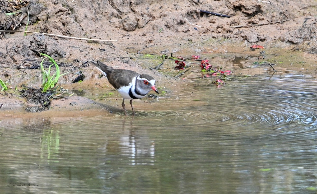 Three-banded Plover - ML645239072