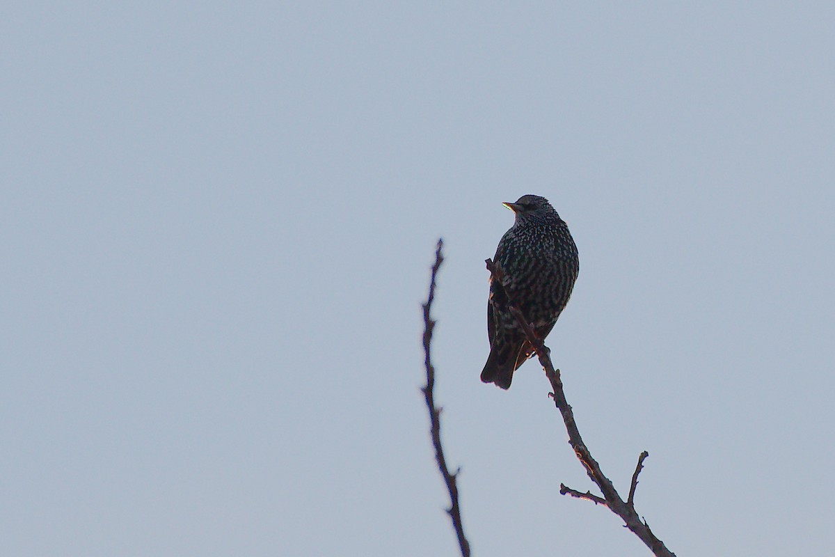 Arabazozo pikarta - ML645239079