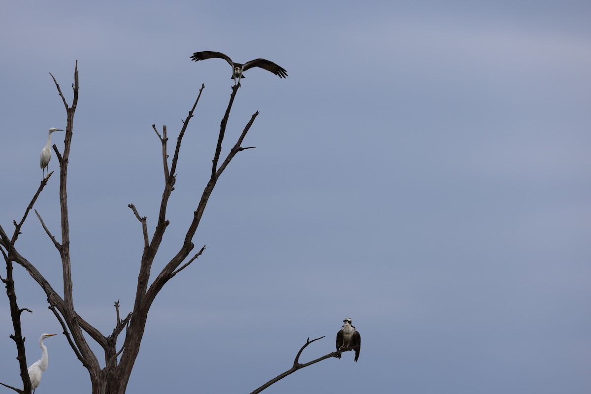 Osprey - ML645239085