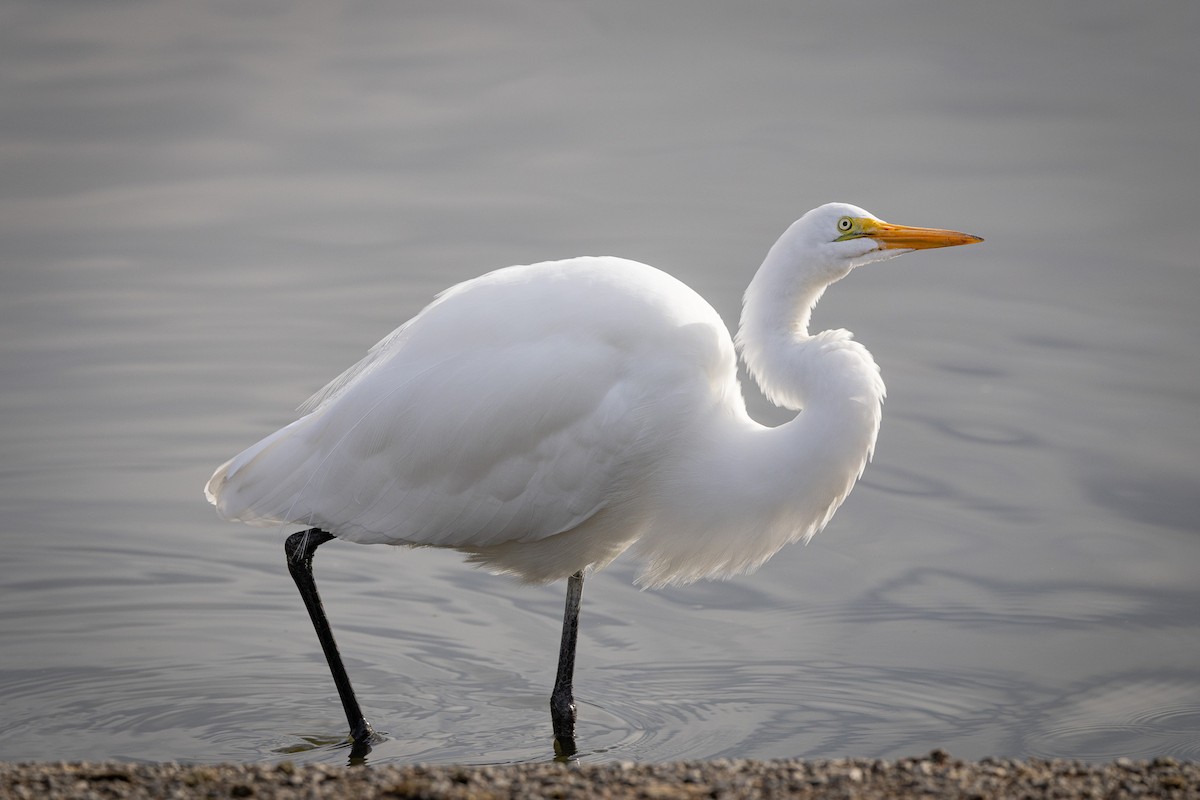 Большая белая цапля - ML645239086