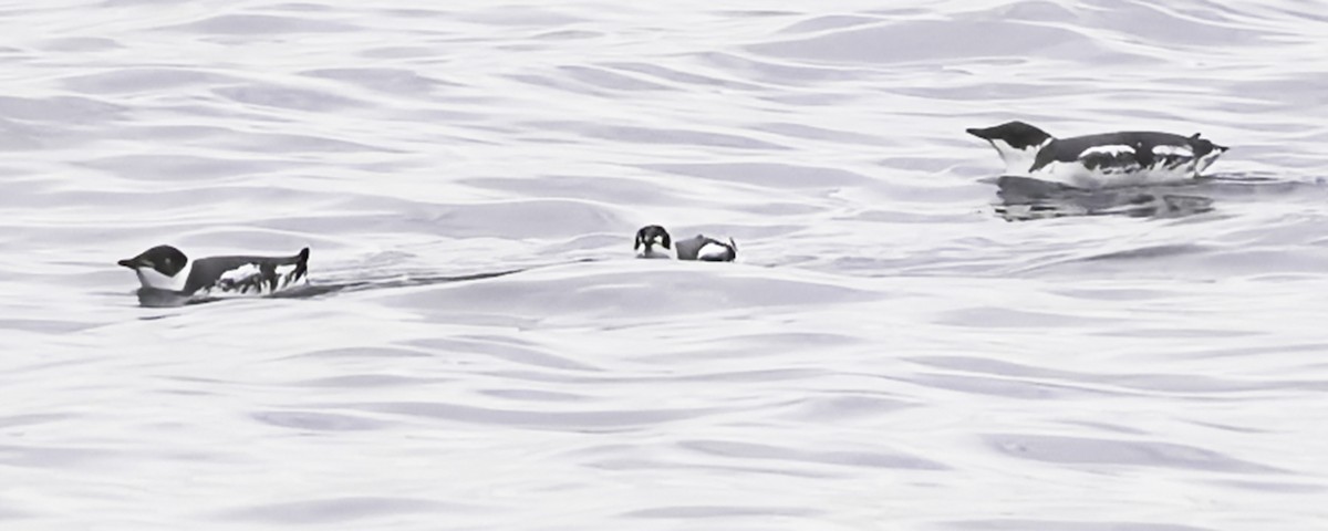 Marbled Murrelet - ML645239088