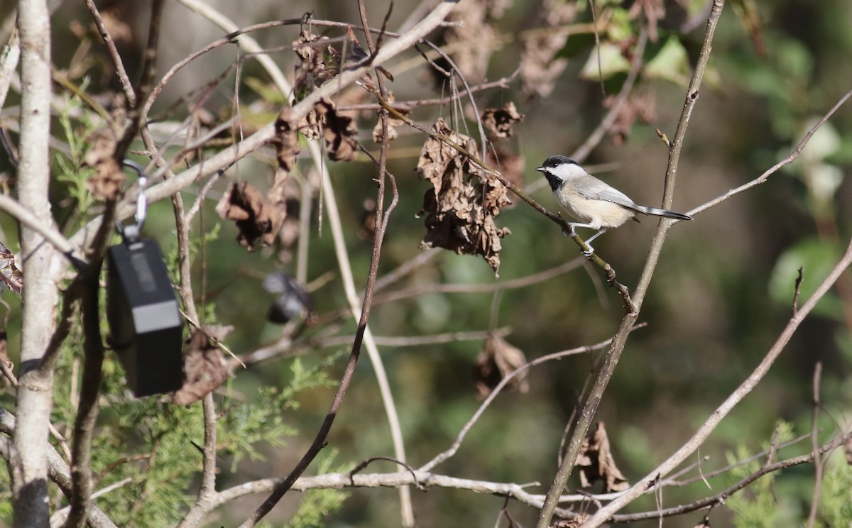 Carolina Chickadee - ML645239093