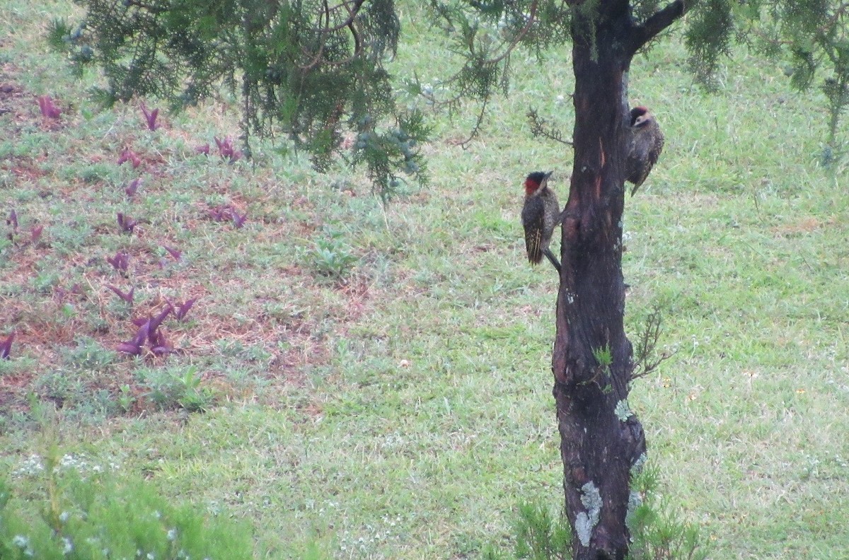 Green-barred Woodpecker - ML645239100