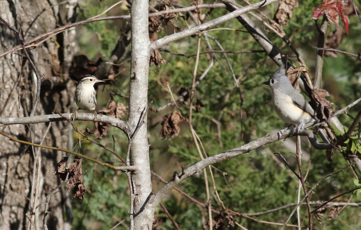 Black-and-white Warbler - ML645239102