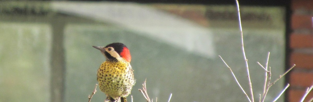 Green-barred Woodpecker - ML645239106