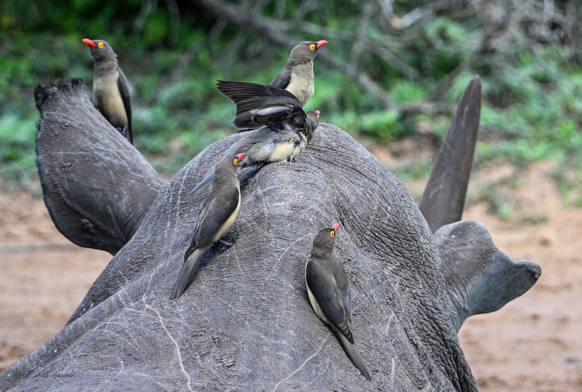 Red-billed Oxpecker - ML645239107