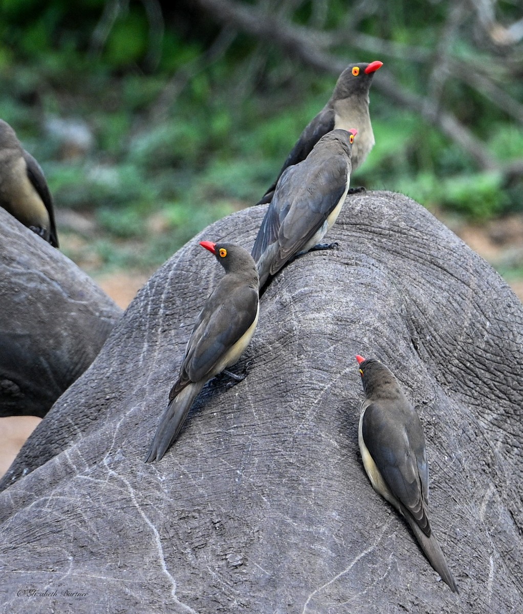 Red-billed Oxpecker - ML645239108