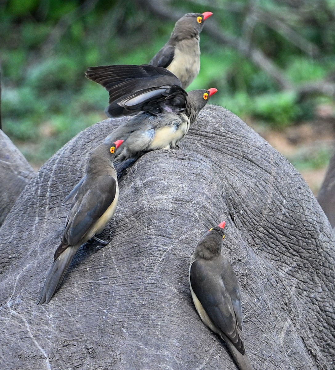 Red-billed Oxpecker - ML645239109